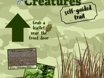 Camouflaged Creatures trail poster