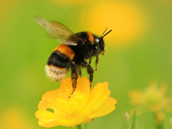 Buff-tailed bumblebee