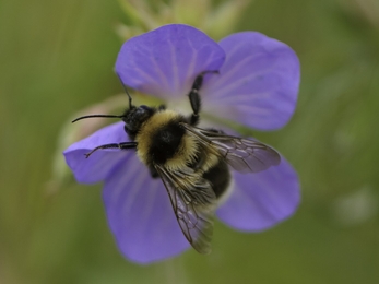 Garden bumblebee