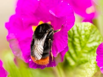 Red-tailed bumblebee