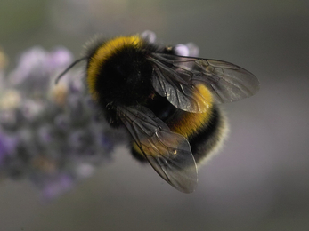 White-tailed bumblebee