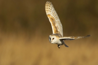 Identify birds of prey  Lincolnshire Wildlife Trust
