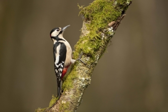 Great spotted woodpecker