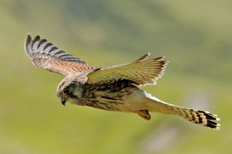 Identify birds of prey  Lincolnshire Wildlife Trust