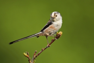 Long-tailed tit