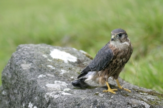 Recognising birds of prey - Norfolk Wildlife Trust