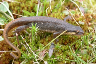 Palmate newt