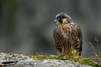 Identify birds of prey  Northumberland Wildlife Trust