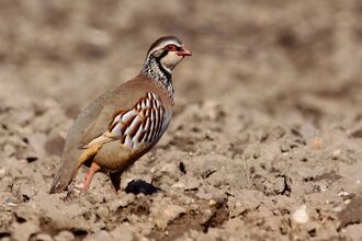 Red-legged partridge standing on a field of bare soil
