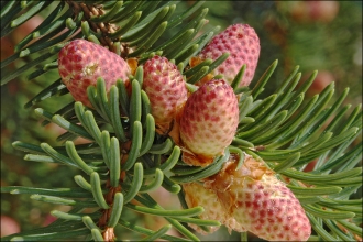 Norway Spruce