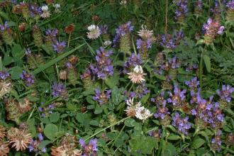 Selfheal