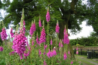 Foxglove