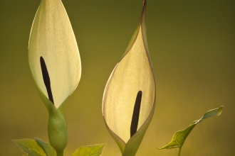 Lords-and-ladies