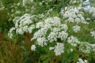 Hemlock