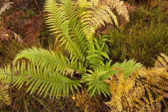 Male-fern