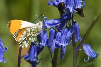 Orange-tip Butterfly