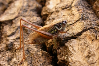 Roesel's Bush-cricket