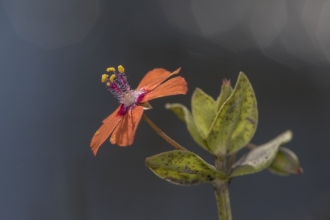 Scarlet Pimpernel