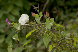 Hedge Bindweed