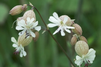 Bladder Campion