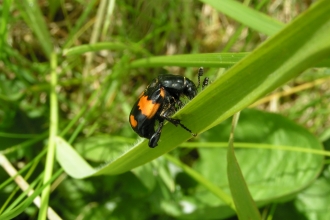 Common Sexton Beetle