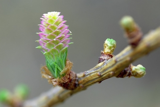 European Larch