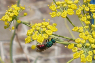 Ruby-tailed Wasp