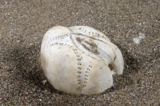 Sea potato shell