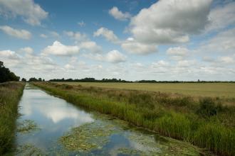 Willow Tree Fen