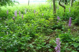 Early Purple Orchids Bloxholm Wood