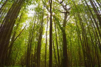 Goslings Wood