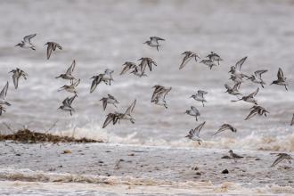 Gibraltar Point