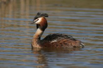 Great Crested Grebe