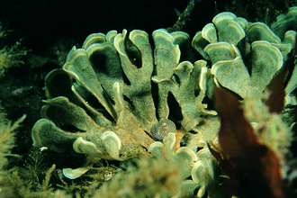 Hornwrack