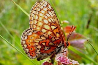 Marsh Fritillary