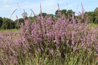 Scotton Common