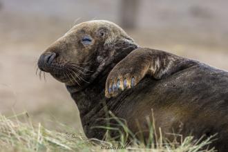 Grey Seal