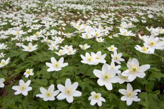 Wood Anemones