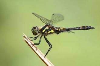 Black Darter Dragonfly