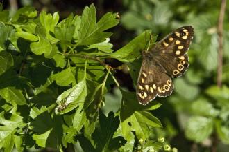 Speckled Wood