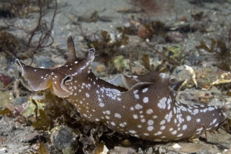 Sea hare