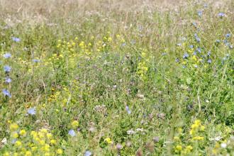 Frampton Marsh