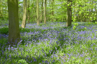 Rigsby Wood