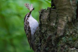 Tree creeper