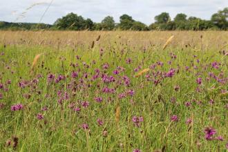 Porter's Lodge Meadow