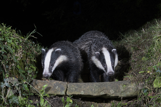 Badgers