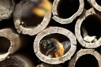 Bee hotel