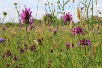 Devil's bit scabious