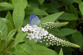 Holly Blue Butterfly