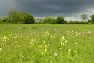 Kingerby Beck Meadow